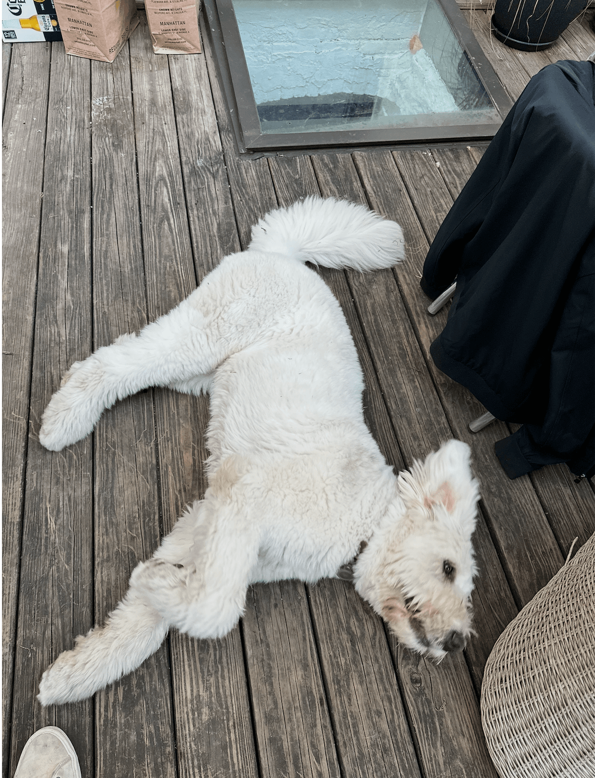 Leo